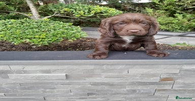 Cocker Spaniel dogs - Advert 10
