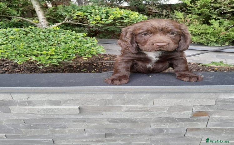 Cocker Spaniel dogs - Advert 6
