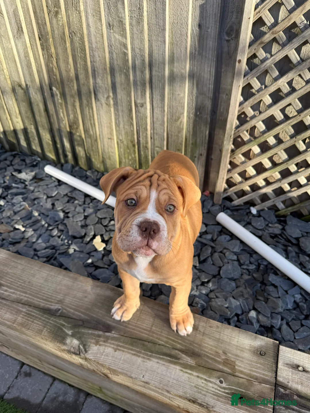 Old Tyme Bulldog dogs for sale: Olde Tyme Bulldogs  - Advert 5