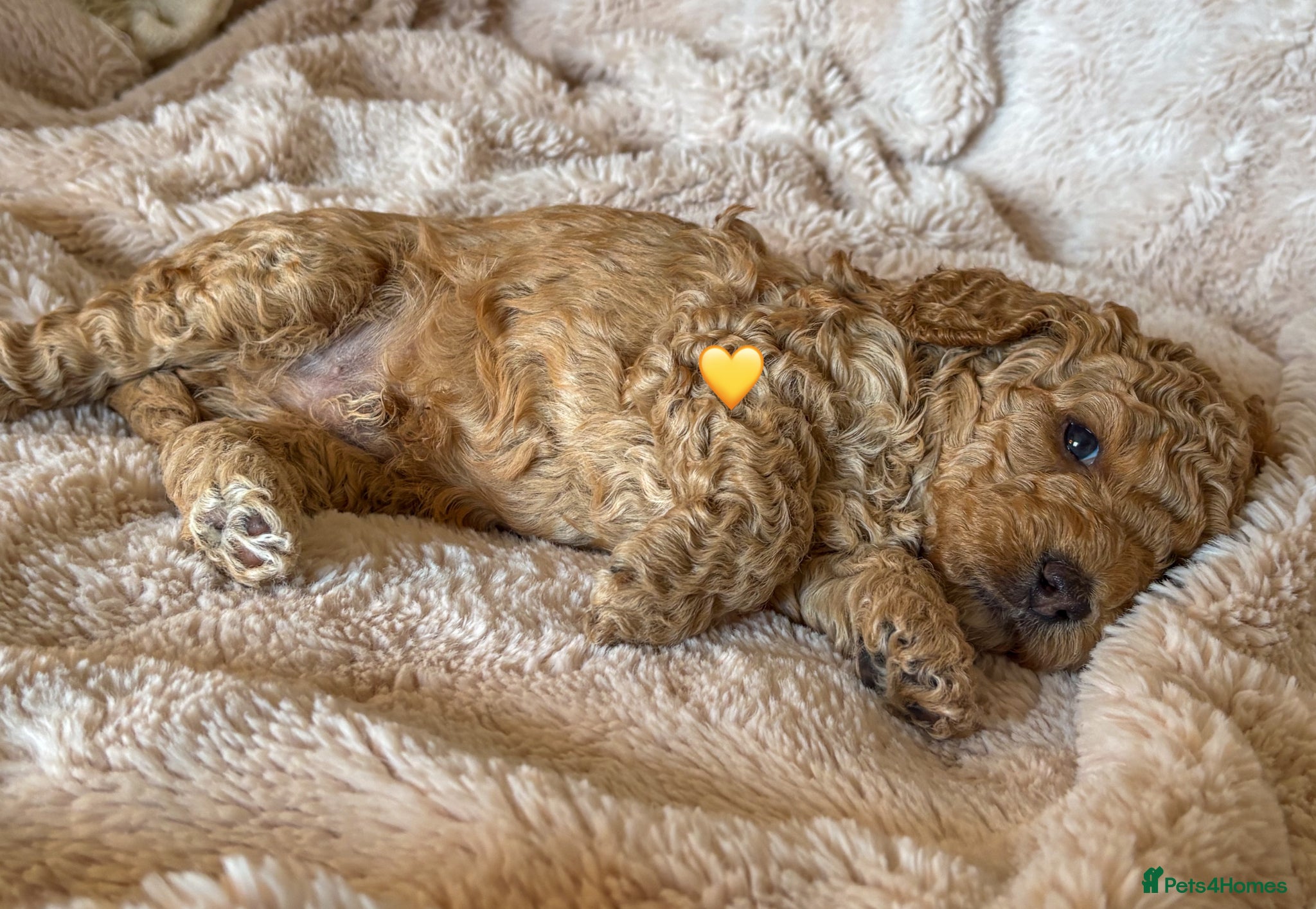 Labradoodle dogs for sale: Beautiful Australian Labradoodle Pups - Advert 5