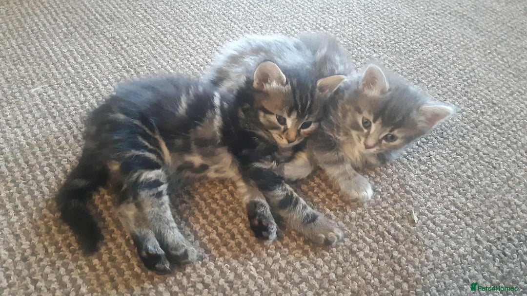 Mixed Breed cats for sale: Silver tabby  - Image 4
