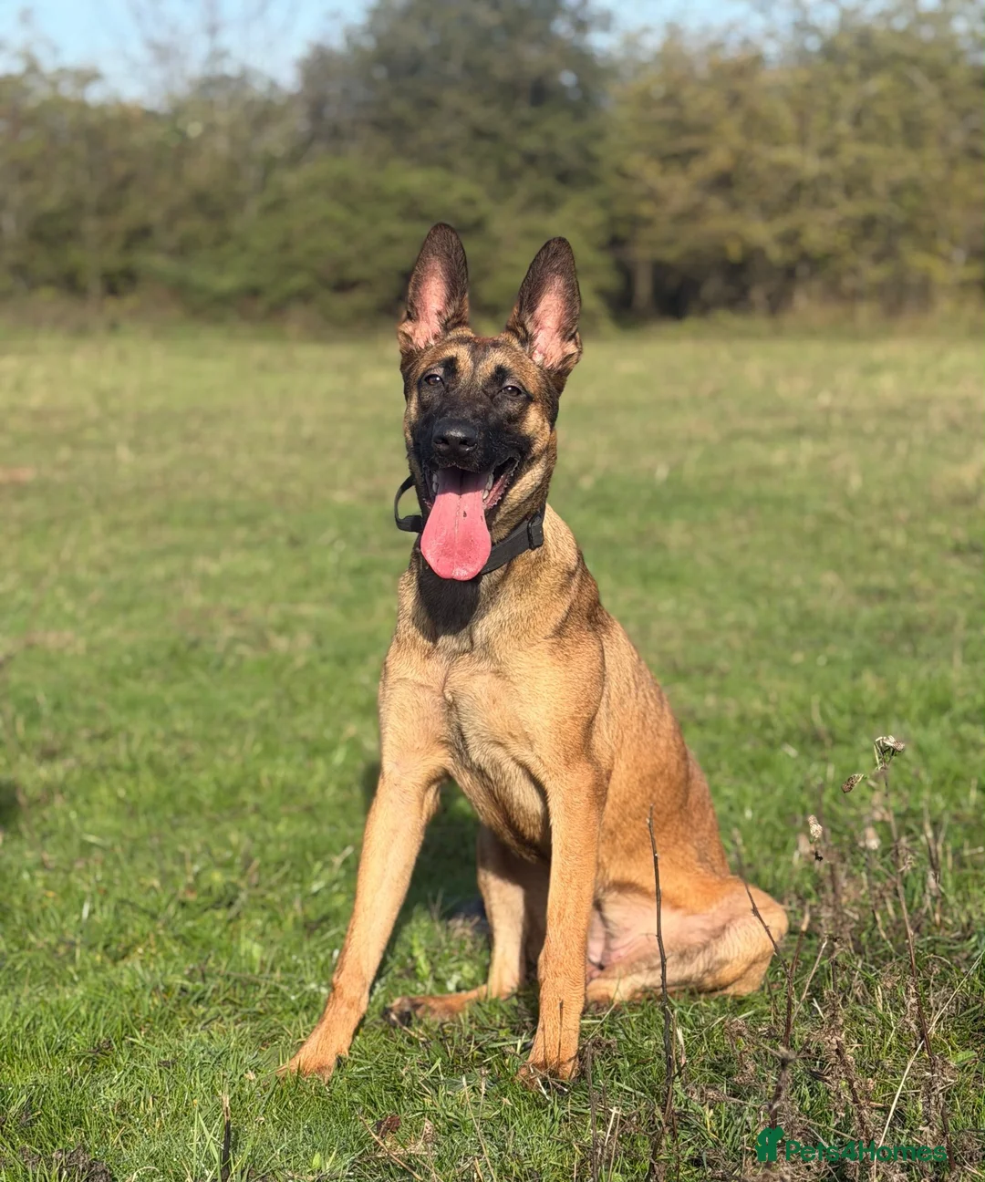 Belgian Shepherd Dog dogs for sale: 8 Month Old Mali/Dutch Female Pup BRN 56036 - Advert 1
