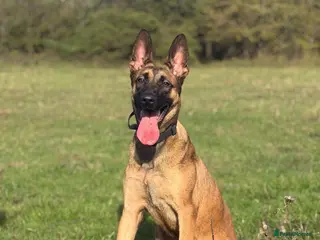 Belgian Shepherd Dog dogs 8 Month Old Mali/Dutch Female Pup BRN 56036 - Advert 6