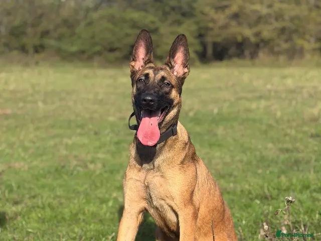 Belgian Shepherd Dog dogs 8 Month Old Mali/Dutch Female Pup BRN 56036 - Advert 23