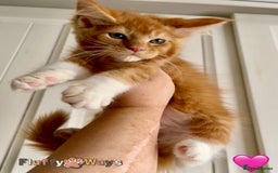Maine Coon cats for sale: 🐾🦁 *TICA REG* GINGER MAINE COON KITTENS🦁🐾 - Image 15