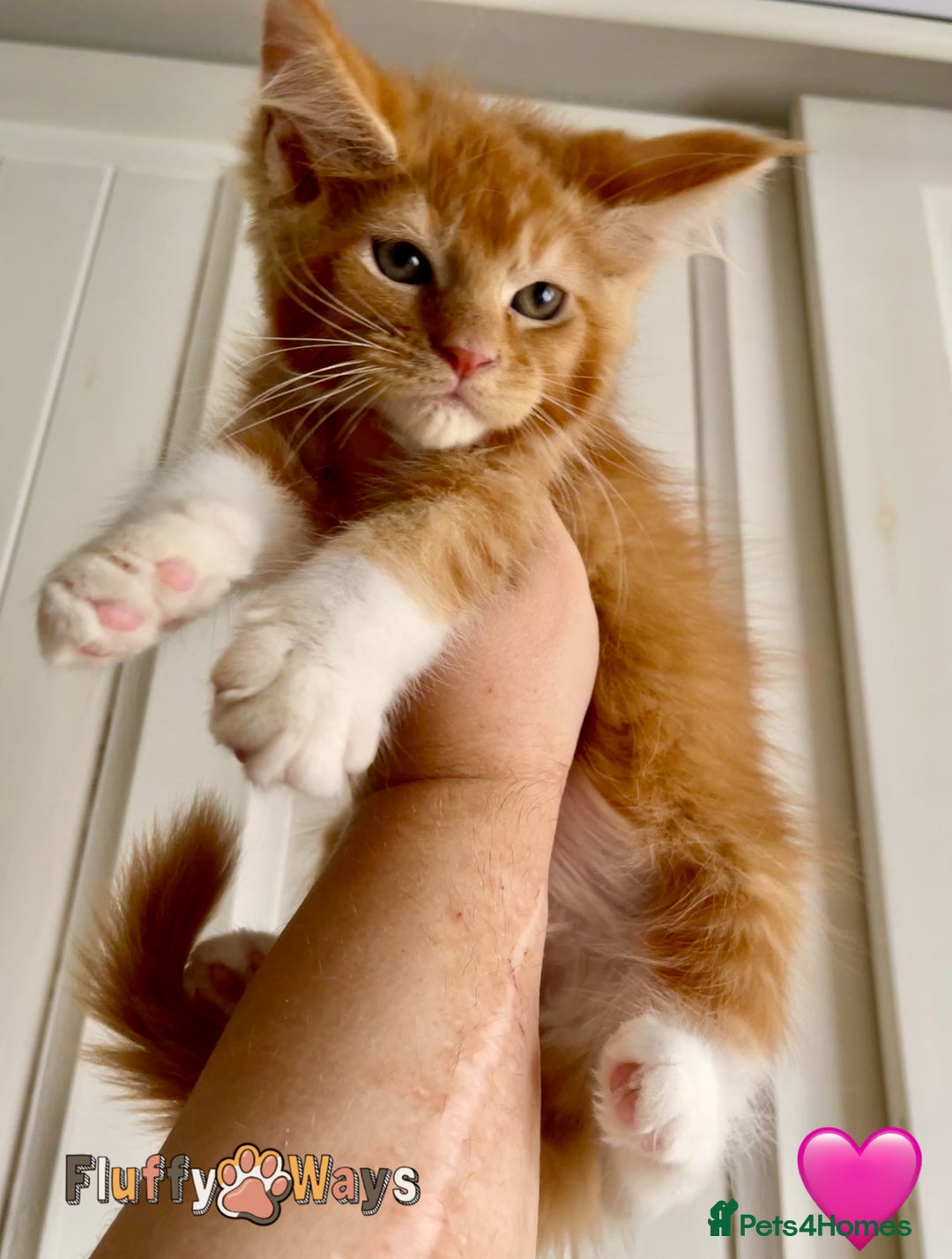 Maine Coon cats for sale: 🐾🦁 *TICA REG* GINGER MAINE COON KITTENS🦁🐾 - Image 15