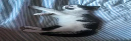 Mixed Breed cats for sale: 3 back and white kittens  - Advert 7