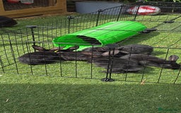 Dwarf Lop rabbits for sale: 9 Dwarf lop Rabbits ready for a new home - Image 3