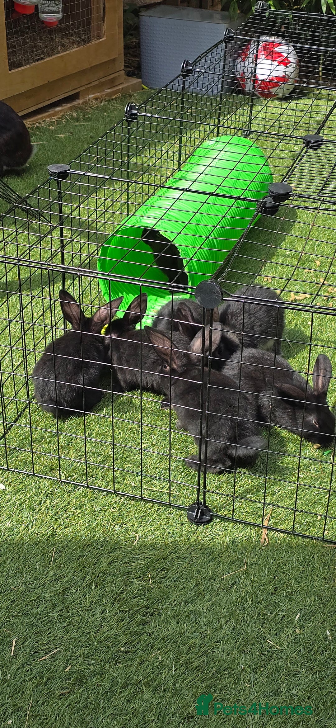 Dwarf Lop rabbits for sale: 9 Dwarf lop Rabbits ready for a new home - Image 3
