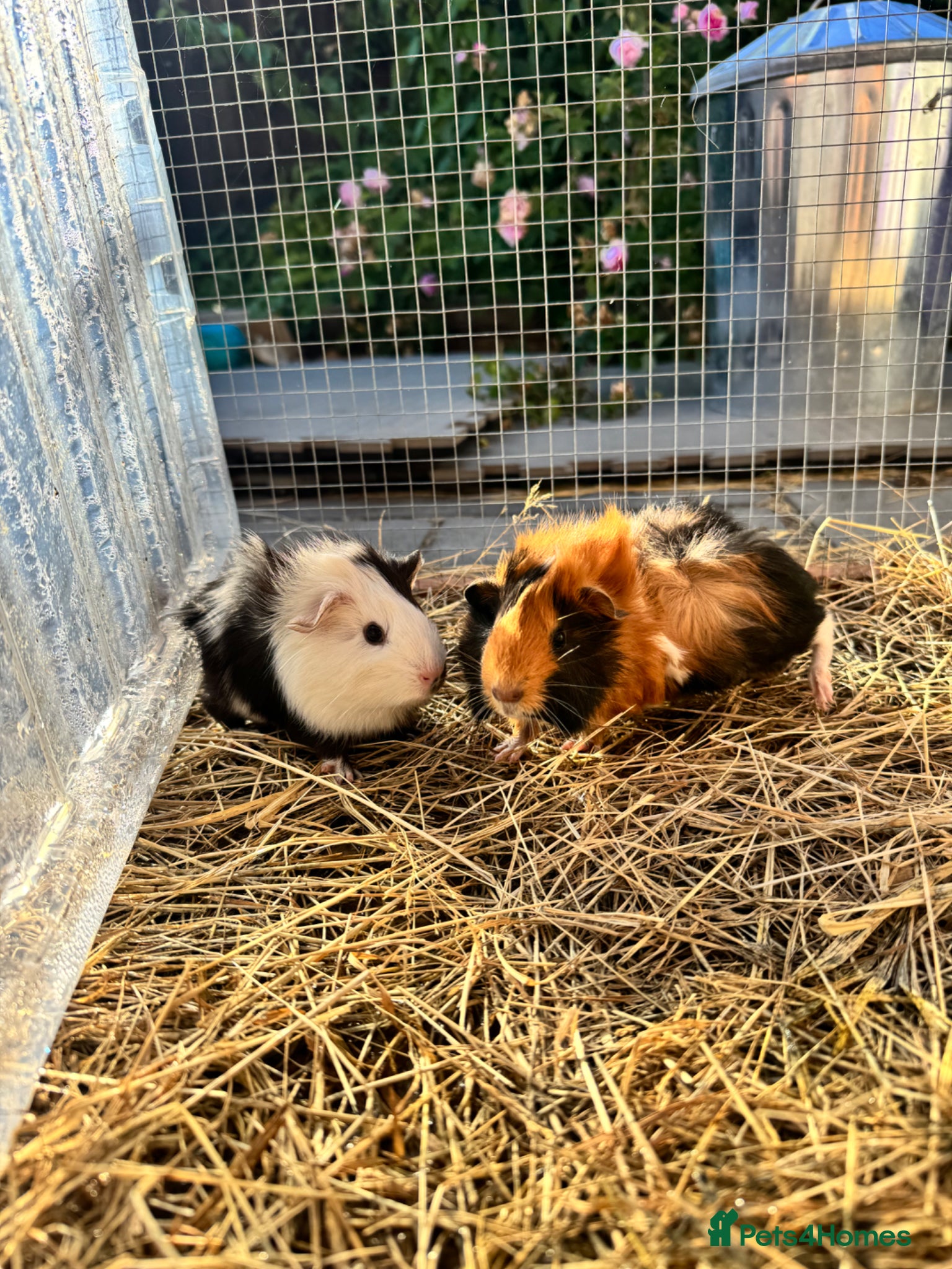 Guinea Pig rodents Baby sow guinea pigs  - Advert 1