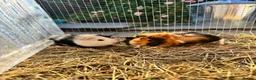 Guinea Pig rodents for sale: Baby sow guinea pigs  - Advert 1