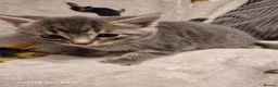 Mixed Breed cats for sale: Beautiful blue tabby kittens  - Advert 6