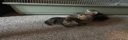 Maine Coon cats for sale: beautiful maine coon x tabby long haired kittens in Scunthorpe - Advert 4
