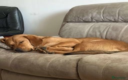 Mixed Breed dogs for adoption: Taz needs a perfect home  - Advert 5