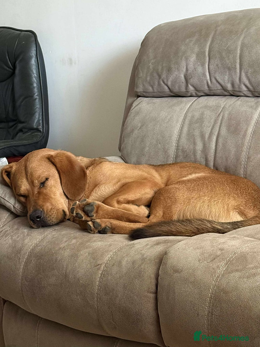 Mixed Breed dogs for adoption: Taz needs a perfect home  - Advert 5