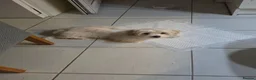 Malshi dogs for sale: 5 Months Old Malshi in Bootle - Advert 13
