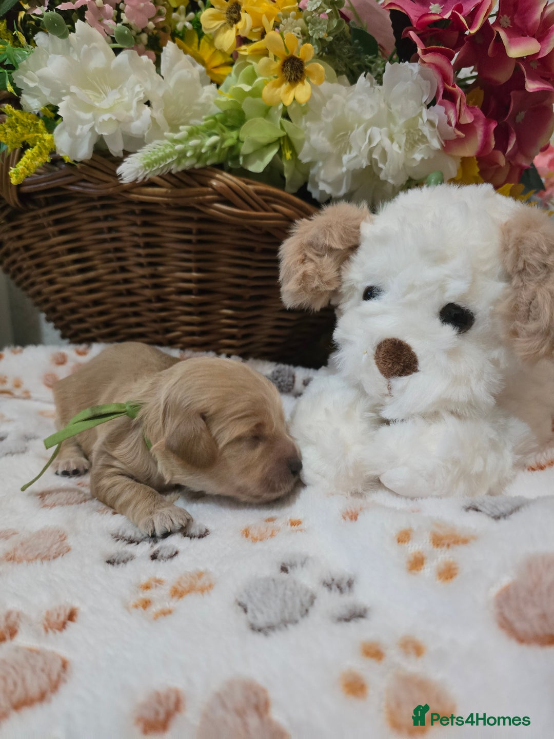 Cavapoo dogs for sale: Beautiful fully health tested cavapoo puppies  - Advert 10