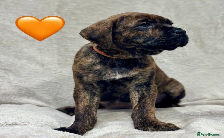 Cane Corso dogs - Advert 1