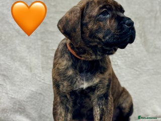 Cane Corso dogs - Advert 1