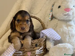 Cocker Spaniel dogs Stunning KC Show Cocker Spaniels - Advert 10