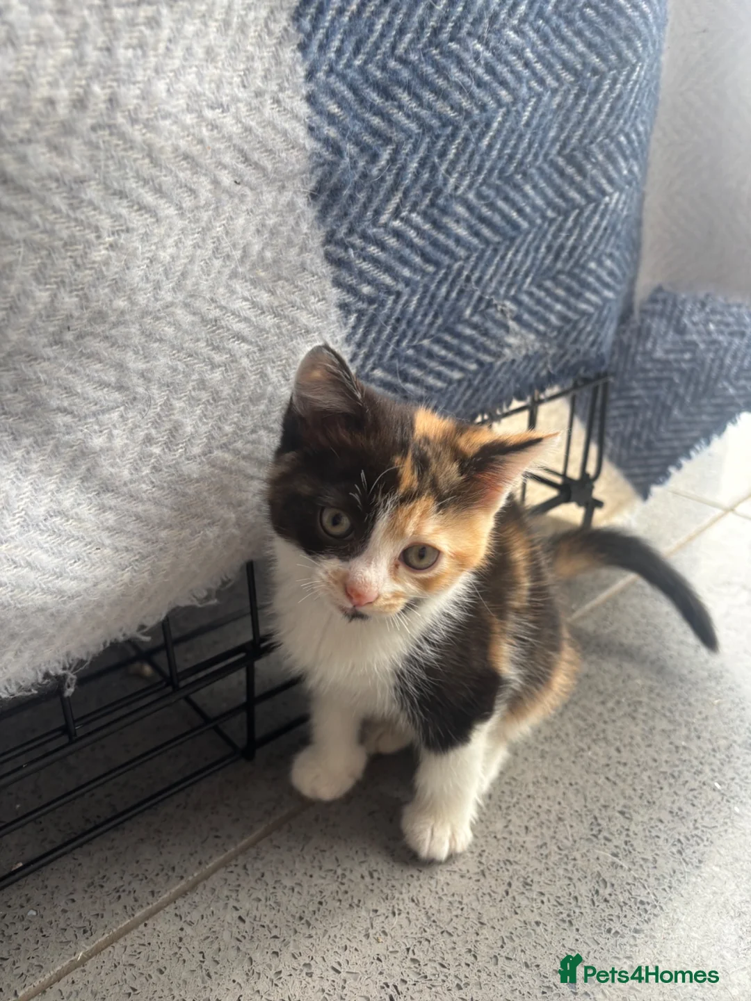 Domestic Shorthair cats for sale: 3 Domestic Kittens  - Advert 1