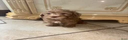 Jackapoo dogs for sale: Beautiful Toy Jackapoo Puppies - Advert 4