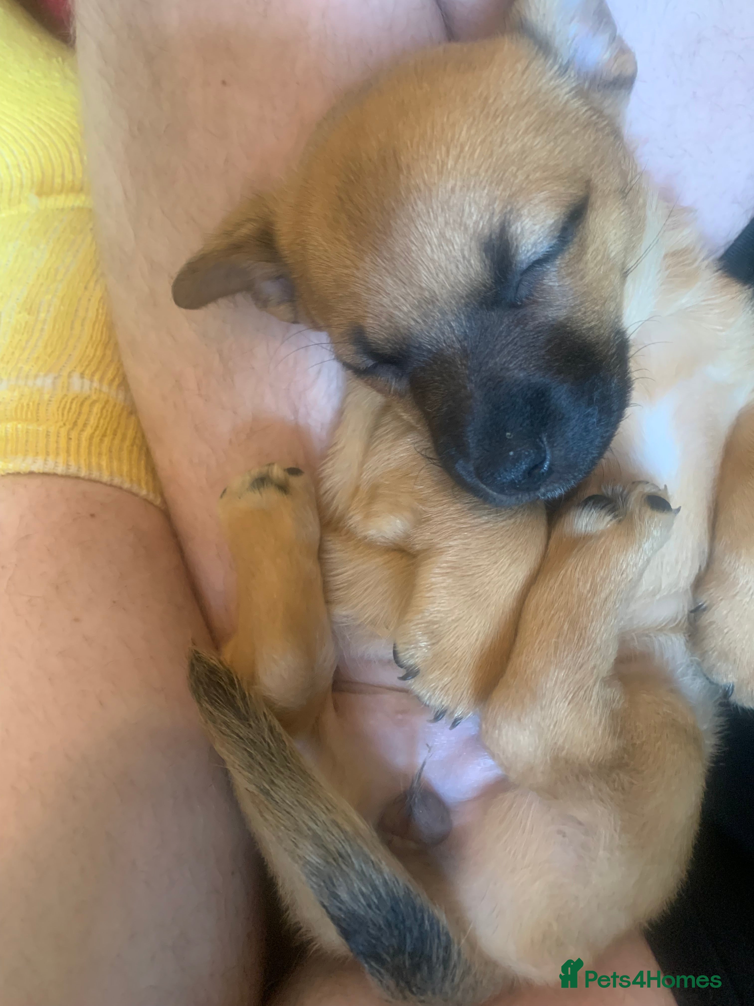 Mixed Breed dogs PomerJack puppies for sale - Advert 2