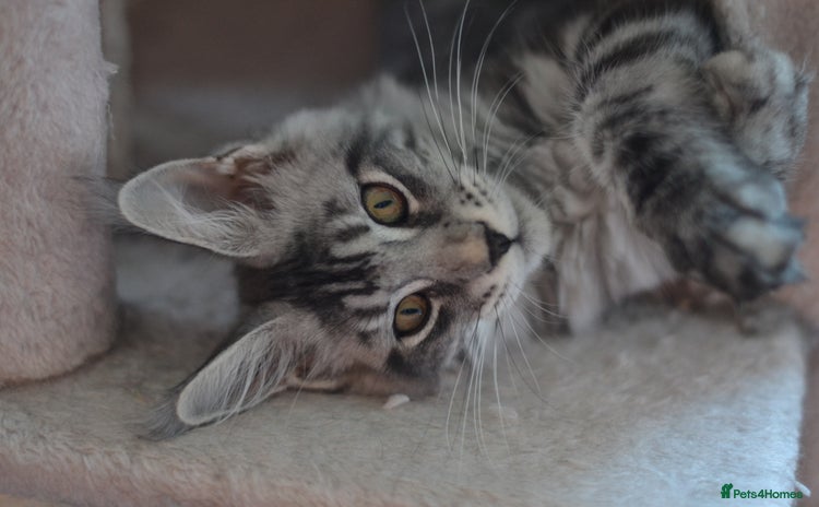 Maine Coon cats - Advert 2
