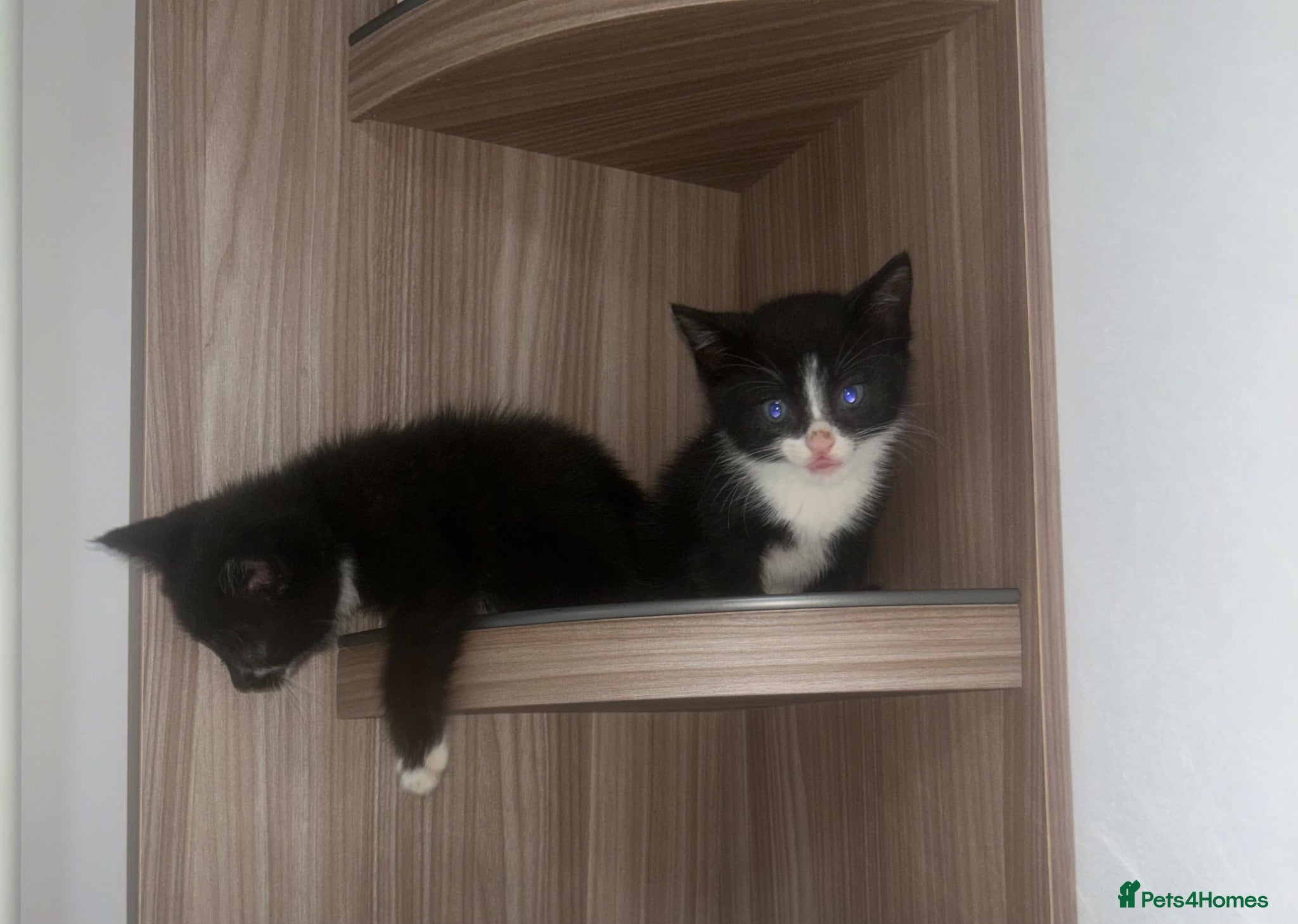 Mixed Breed cats Cute and fluffy girls💕🐈wanting new🏠 - Advert 10