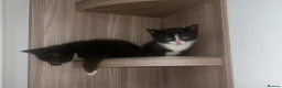Mixed Breed cats for sale: Ready to leave  - Advert 4