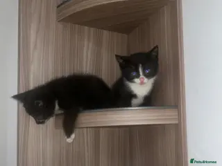 Mixed Breed cats Cute and fluffy girls💕🐈wanting new🏠 - Advert 10
