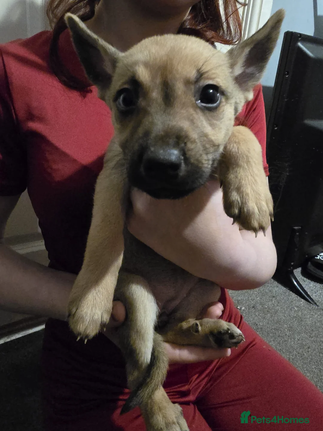 Mixed Breed dogs for sale: Staff X Husky Puppies READY TO GO! - Advert 2