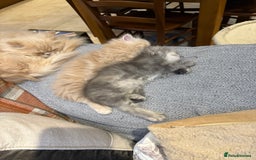 Persian cats for sale: Himalayan Persian cats - Image 6
