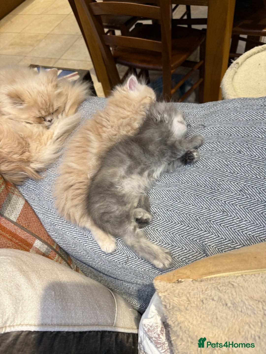 Persian cats for sale: Himalayan Persian cats - Image 6