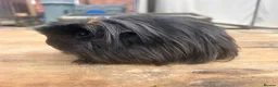 Guinea Pig rodents for sale: Beautiful long haired guinea pigs to reserve  - Advert 8