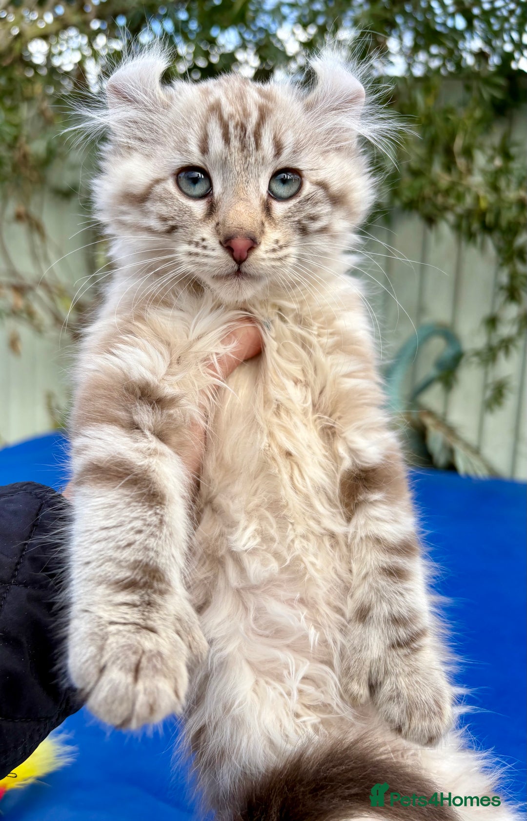 Keetso cats for sale: Stunning rare longhaired polydactyl curled eared  - Advert 6