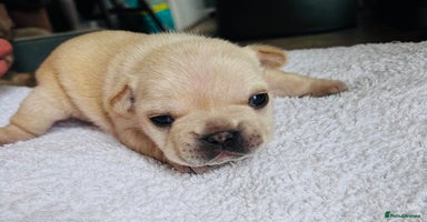 French Bulldog dogs - Advert 1