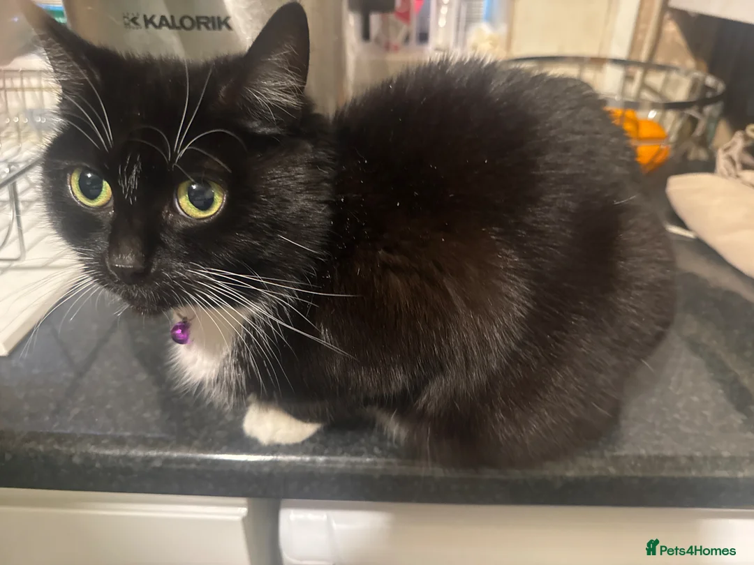 Domestic Shorthair cats for sale: Mother and Kitten  - Advert 4