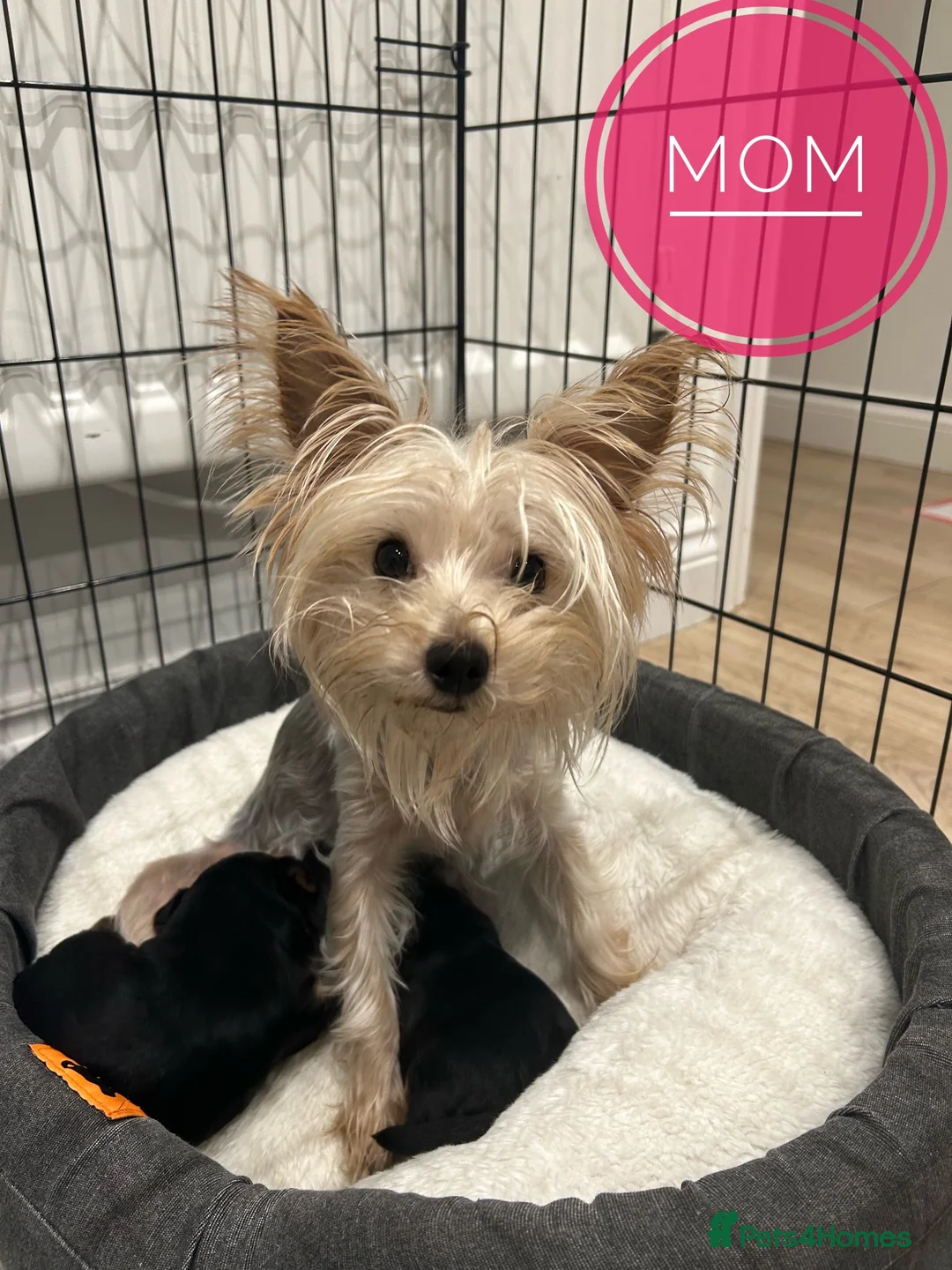 Yorkshire Terrier dogs for sale: Yorkshire terrier 2 boys - Advert 1