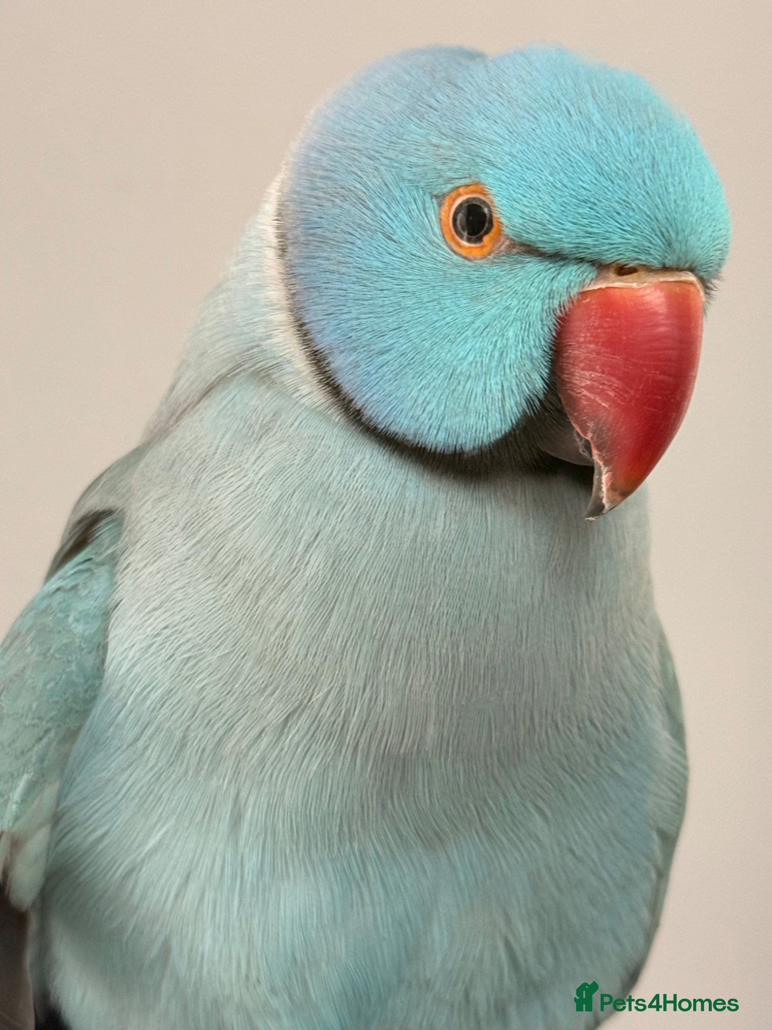 Ringnecks birds Male Indian ringneck  - Advert 2