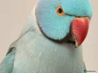 Ringnecks birds Male Indian ringneck - Advert 2