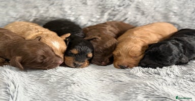 Cockapoo dogs - Advert 5