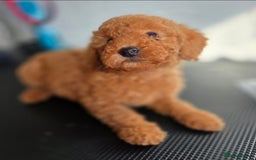 Miniature Poodle dogs for sale: MINIATURE POODLE PUPPIES - Image 6