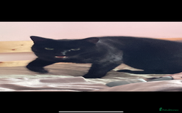 British Shorthair cats for sale: Adult male - Advert 6