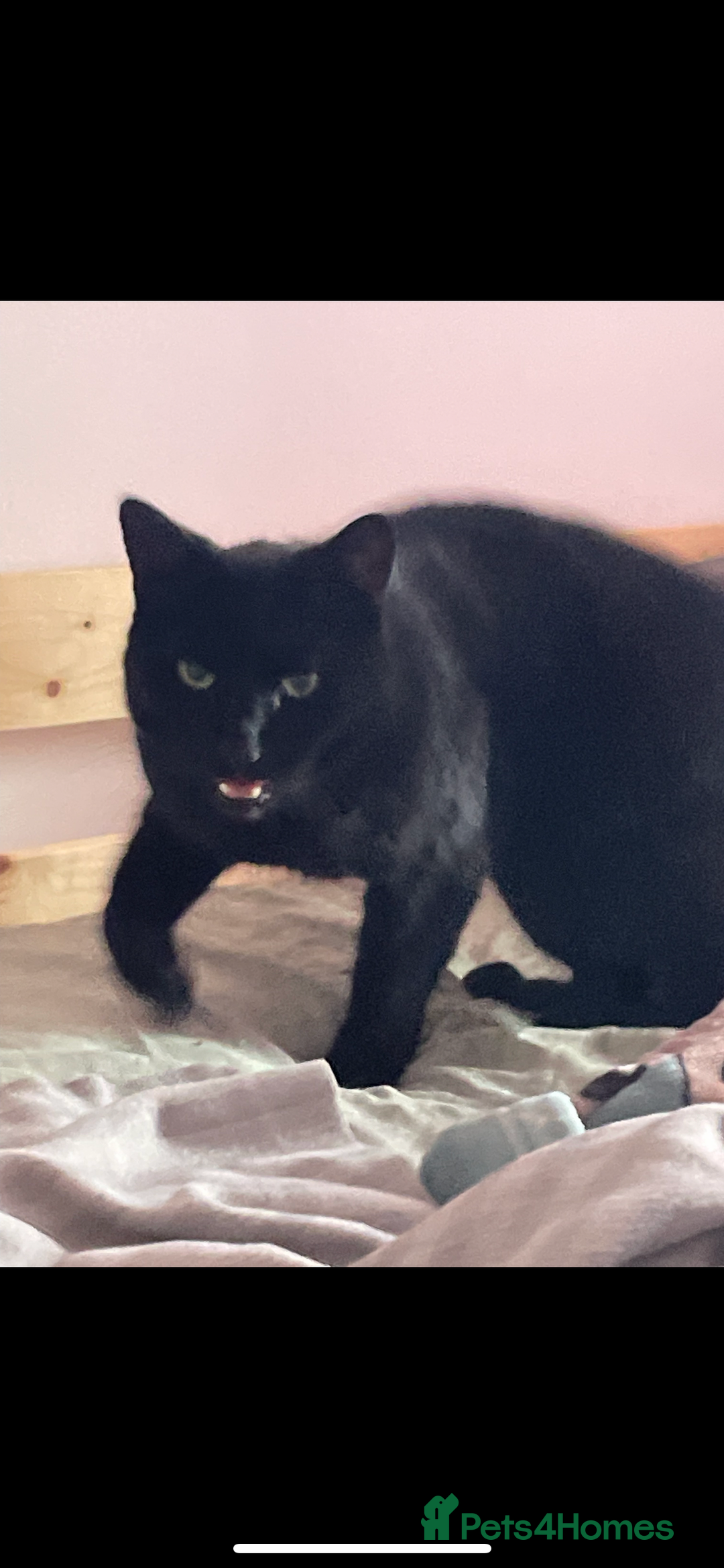 British Shorthair cats for sale: Adult male - Advert 6