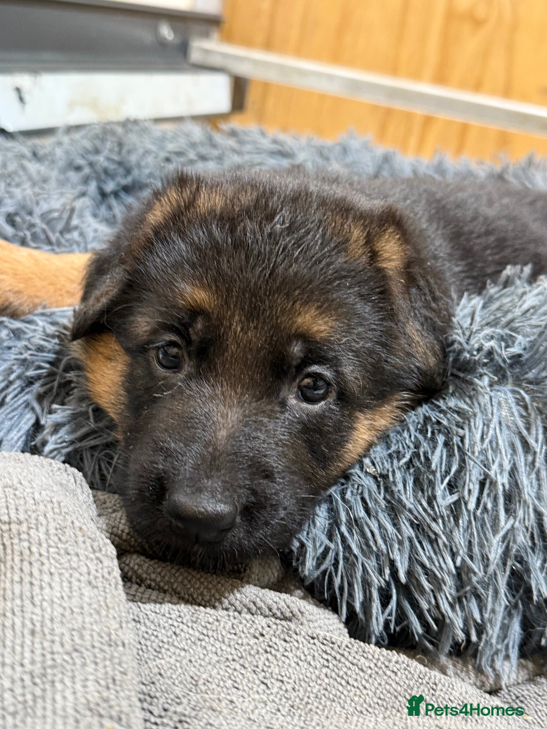 German Shepherd dogs for sale: TOP QUALITY SHOW LINES  - Image 16