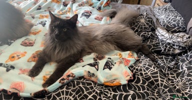Maine Coon cats * AVAILABLE * TICA REG MALE MAINE COON FOR SALE - Advert 9