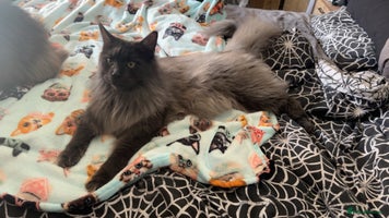 Maine Coon cats * AVAILABLE * TICA REG MALE MAINE COON FOR SALE - Advert 9