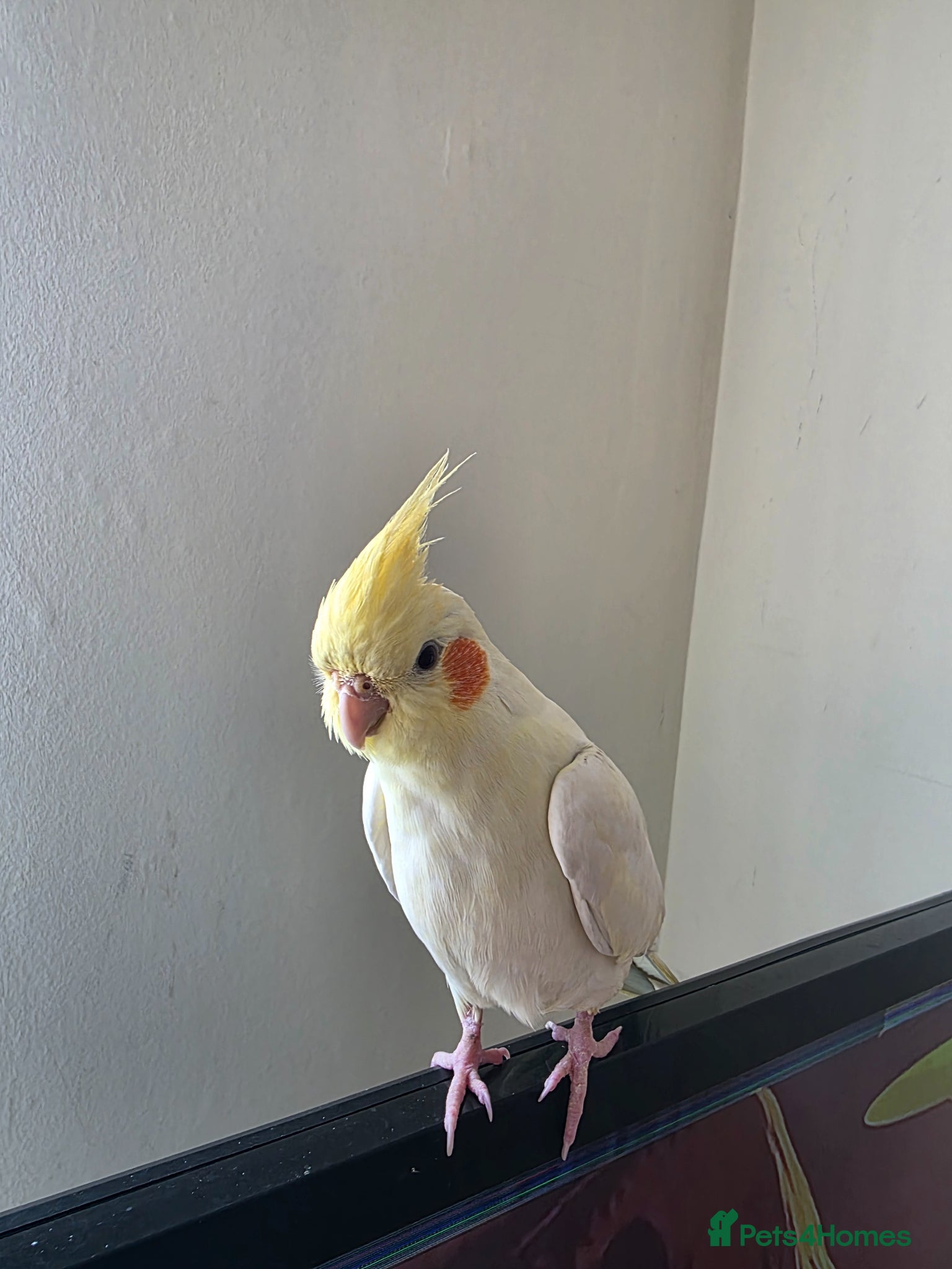 Cockatiels birds for sale: Hand reared Female Cockatiel  - Advert 2