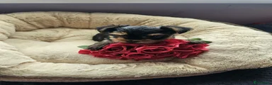 Yorkshire Terrier 3